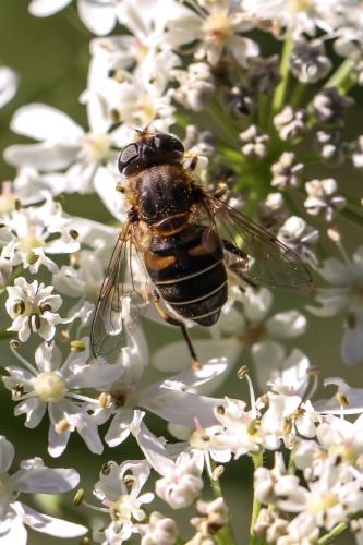 Réf. 318 873 : Eristalis nemorum